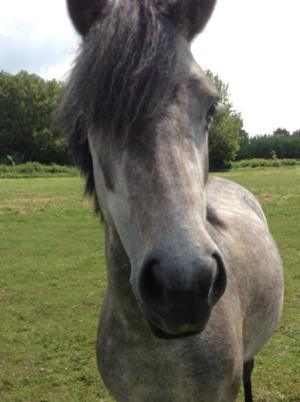 Pferd